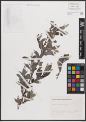 Foto von Salix cantabrica Rech. f.